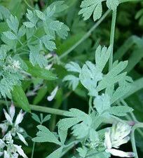 Attēlu rezultāti vaicājumam “Fumaria officinalis leaf”