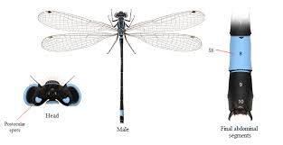 Attēlu rezultāti vaicājumam “Ischnura elegans”