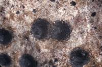 Attēlu rezultāti vaicājumam “Acrocordia gemmata”