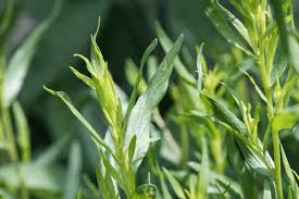 Image result for Artemisia dracunculus