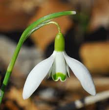 Attēlu rezultāti vaicājumam “Galanthus nivalis fruit”