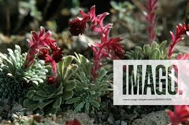 Image result for Steinbrech