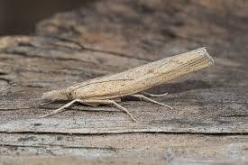 Attēlu rezultāti vaicājumam “Pediasia fascelinella”