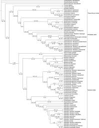 Attēlu rezultāti vaicājumam “Neckera pennata sporophyte”