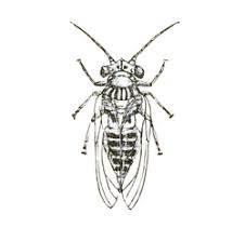 Attēlu rezultāti vaicājumam “Sternorrhyncha”