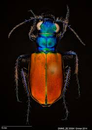 Attēlu rezultāti vaicājumam “Cicindela sylvatica imago”