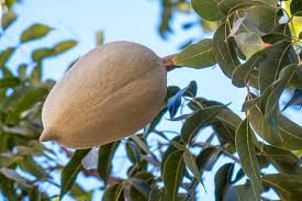 Attēlu rezultāti vaicājumam “Betula humilis fruit”