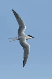 Attēlu rezultāti vaicājumam “Sterna hirundo adult”