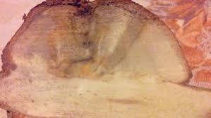 Attēlu rezultāti vaicājumam “Rabdophaga degeeri”