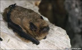 Attēlu rezultāti vaicājumam “Pipistrellus pygmaeus”