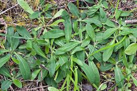 Attēlu rezultāti vaicājumam “Pilosella officinarum leaf”