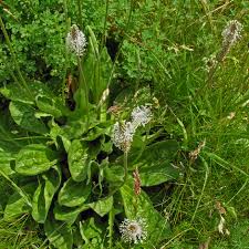 Attēlu rezultāti vaicājumam “Plantago media”