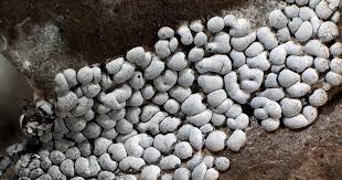 Attēlu rezultāti vaicājumam “Diderma deplanatum”