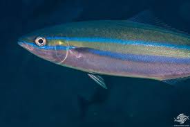 Image result for Elagatis bipinnulata