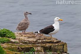 Attēlu rezultāti vaicājumam “Larus marinus adult”