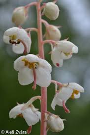 Attēlu rezultāti vaicājumam “Pyrola rotundifolia flower”