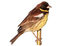 Image result for Emberiza caesia