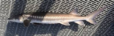 Image result for Acipenser medirostris