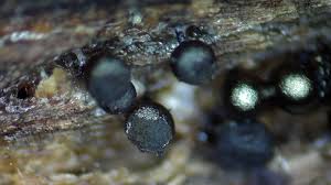 Attēlu rezultāti vaicājumam “Cribraria argillacea macro”