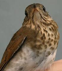 Image result for Catharus fuscescens