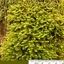 Attēlu rezultāti vaicājumam “Scapania”