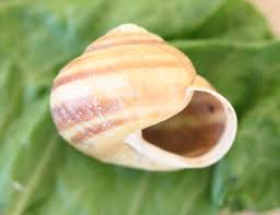 Attēlu rezultāti vaicājumam “Cepaea hortensis”