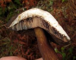 Attēlu rezultāti vaicājumam “Porphyrellus porphyrosporus”