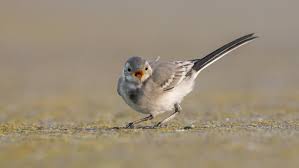 Attēlu rezultāti vaicājumam “Motacilla alba juvenile”