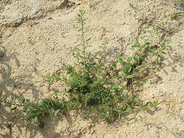Attēlu rezultāti vaicājumam “Chenopodium polyspermum var. acutifolium flower”