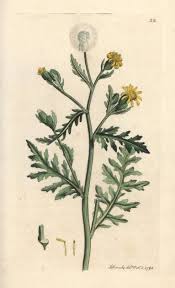 Attēlu rezultāti vaicājumam “Senecio viscosus”