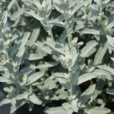 Image result for Artemisia gmelinii