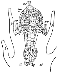 Attēlu rezultāti vaicājumam “Cephalozia bicuspidata sporophyte”