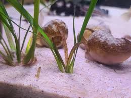 「水蘭」的圖片搜尋結果