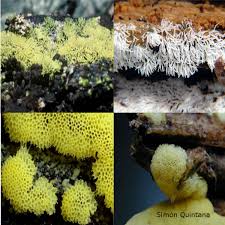 Attēlu rezultāti vaicājumam “Ceratiomyxaceae”