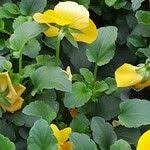 Attēlu rezultāti vaicājumam “Viola x williamsii”