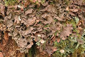 Attēlu rezultāti vaicājumam “Thelopsis rubella”