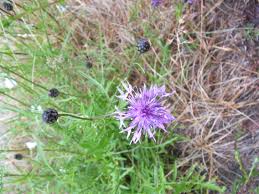 Attēlu rezultāti vaicājumam “Centaurea scabiosa leaf”