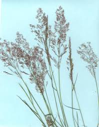 Attēlu rezultāti vaicājumam “Agrostis capillaris”