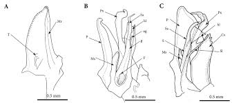 Attēlu rezultāti vaicājumam “Ommatoiulus vilnensis”