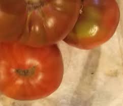 Afbeeldingsresultaat voor carbon tomato