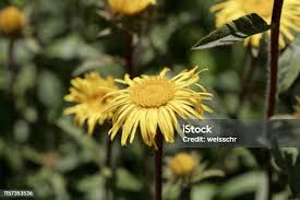 Image result for Inula hirta