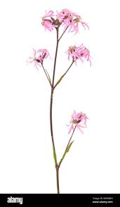 Attēlu rezultāti vaicājumam “Lychnis flos-cuculi flower”