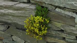 Attēlu rezultāti vaicājumam “Sedum sexangulare”