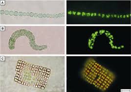 Attēlu rezultāti vaicājumam “Cyanophyta”