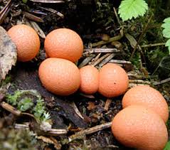 Attēlu rezultāti vaicājumam “Lycogala sphaeroconicum macro”