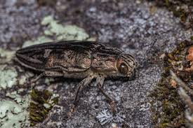 Attēlu rezultāti vaicājumam “Chalcophora mariana”