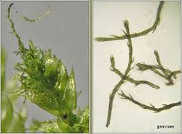 Attēlu rezultāti vaicājumam “Pseudotaxiphyllum elegans”