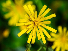 Attēlu rezultāti vaicājumam “Hieracium murorum flower”