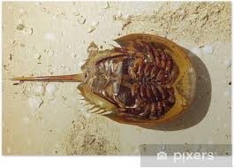 Image result for Limulus polyphemus