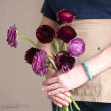 Attēlu rezultāti vaicājumam “Ranunculus mendax flower”